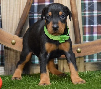 picture of black male for sale