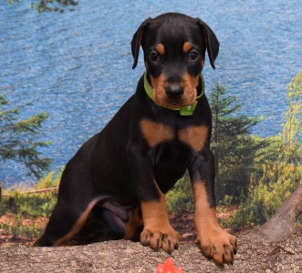 picture of black male for sale