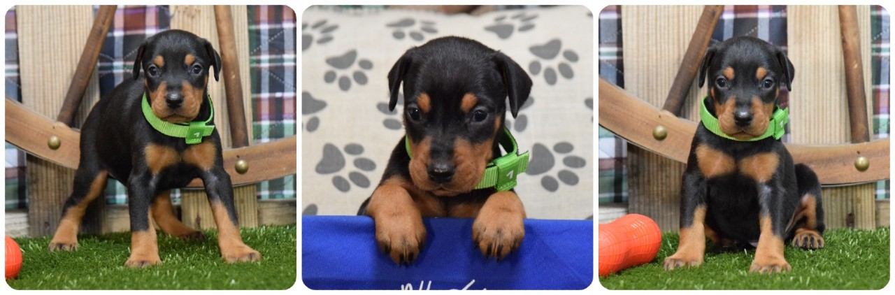 picture of black male doberman puppy for sale