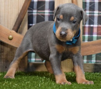 blue doberman puppy for sale