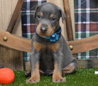 blue doberman puppy for sale