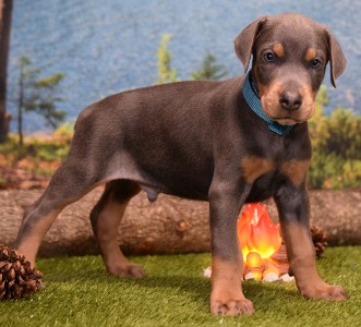 blue doberman puppy for sale