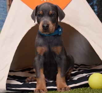 blue doberman puppy for sale