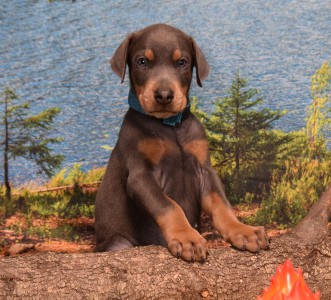 blue doberman puppy for sale
