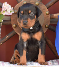 black doberman female puppies