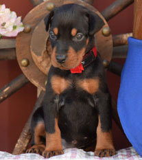 black doberman female puppies