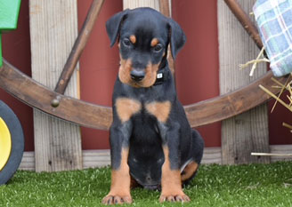 black doberman male puppies