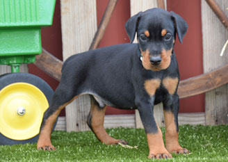 black doberman male puppies