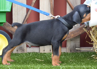 black doberman male puppies