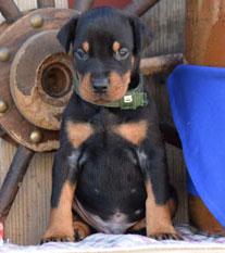 black doberman male puppies