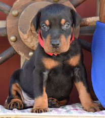 black doberman male puppies