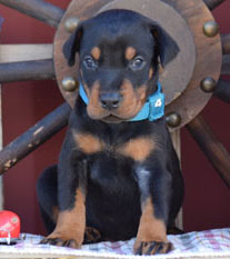 black doberman male puppies
