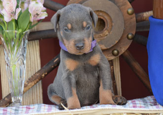 blue female doberman
