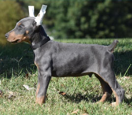 blue doberman male puppies