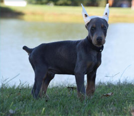 blue doberman male puppies