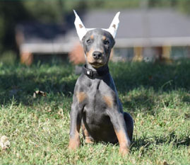 blue doberman male puppies