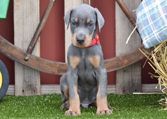 blue doberman male puppies