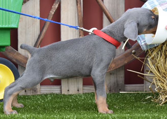 blue doberman male puppies