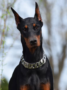 black doberman female
