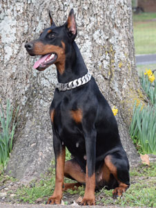 black doberman female