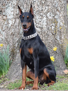 black doberman female