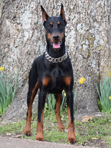 black doberman female