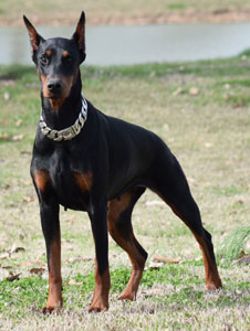 black doberman female