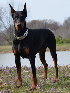black doberman female