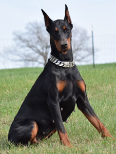 black doberman female