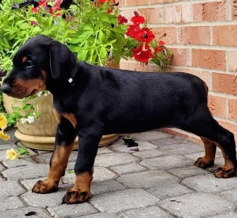 doberman puppies for sale