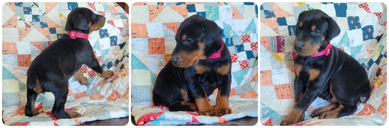 picture of doberman puppies