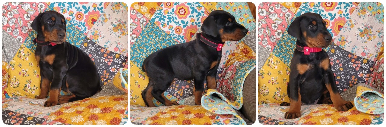 picture of doberman puppies
