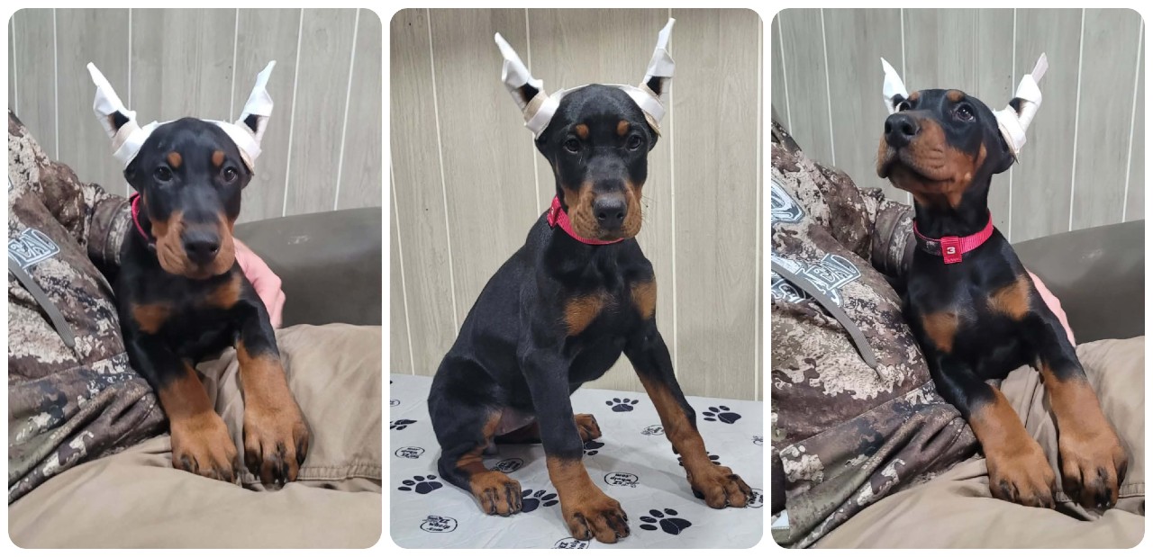 picture of doberman puppies