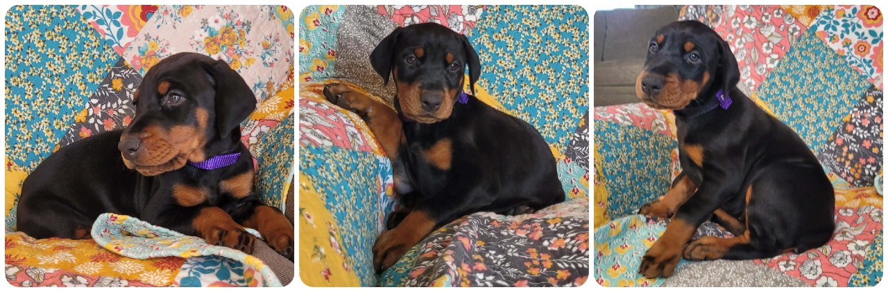 picture of doberman puppies