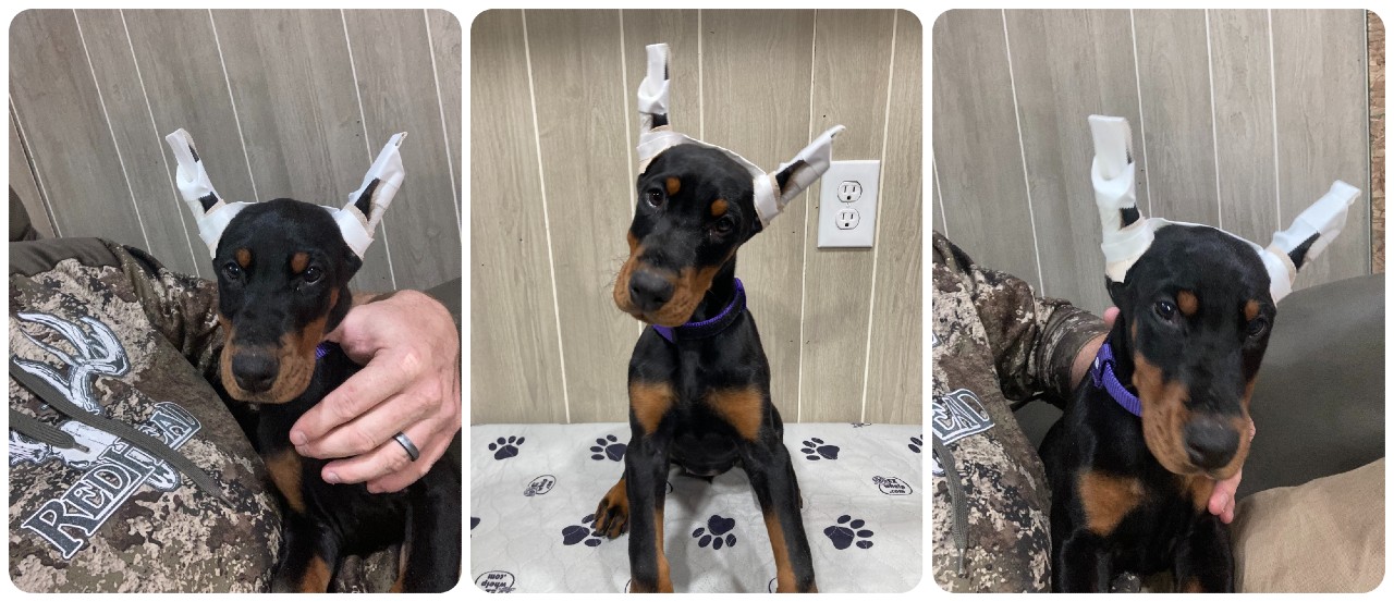 doberman puppies for sale