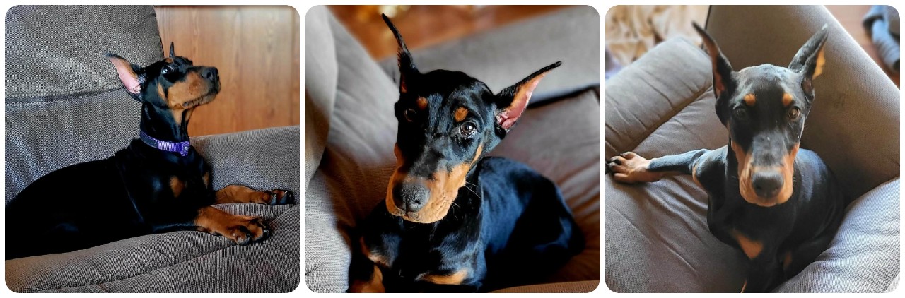 black female doberman puppy doberman puppies for sale