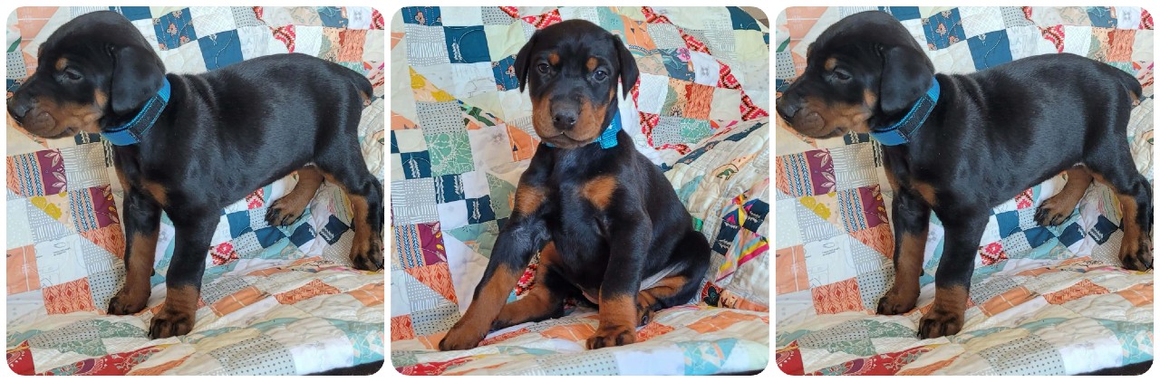 picture of doberman puppies