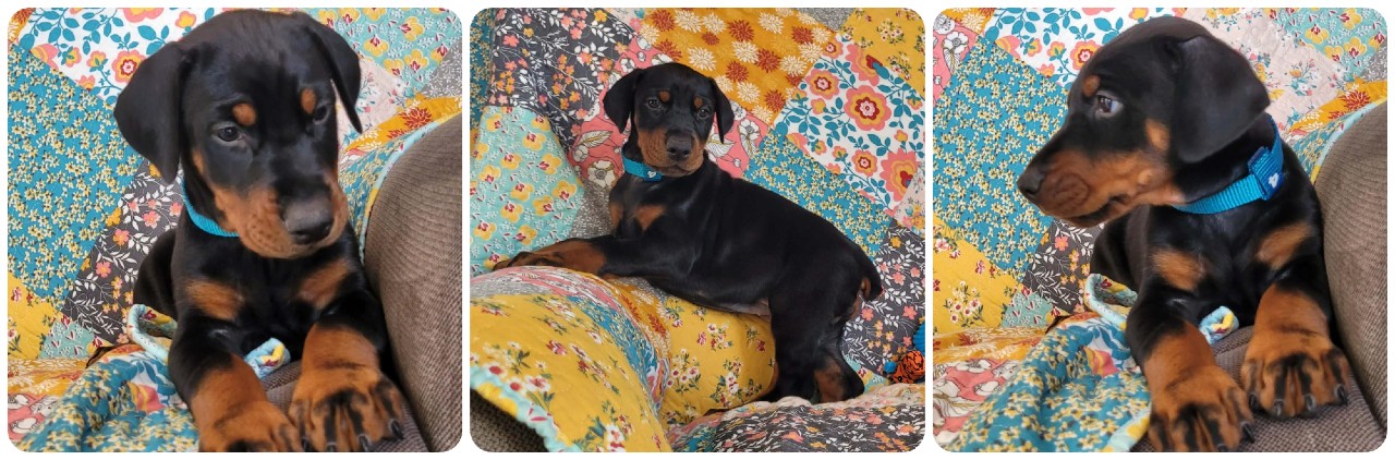 picture of doberman puppies