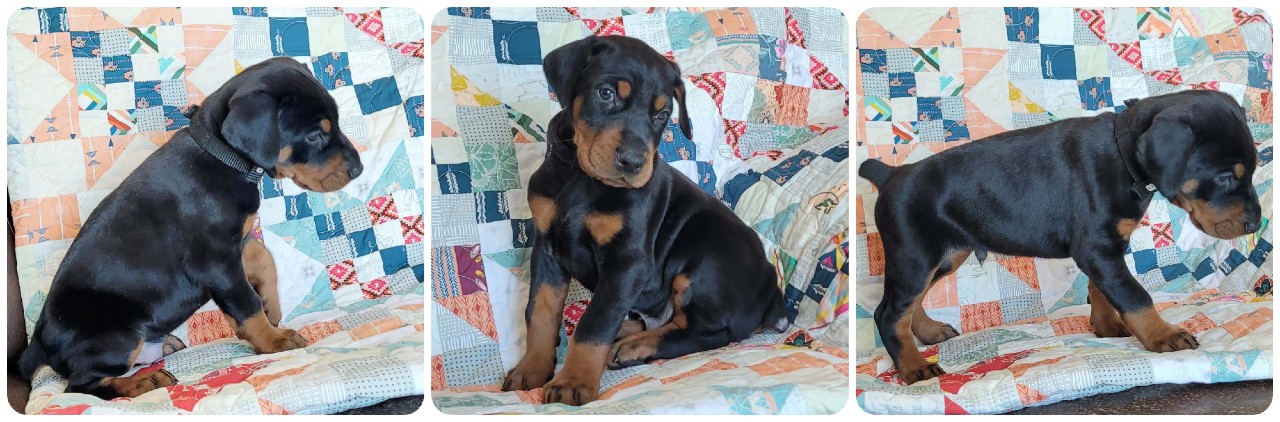 picture of doberman puppies