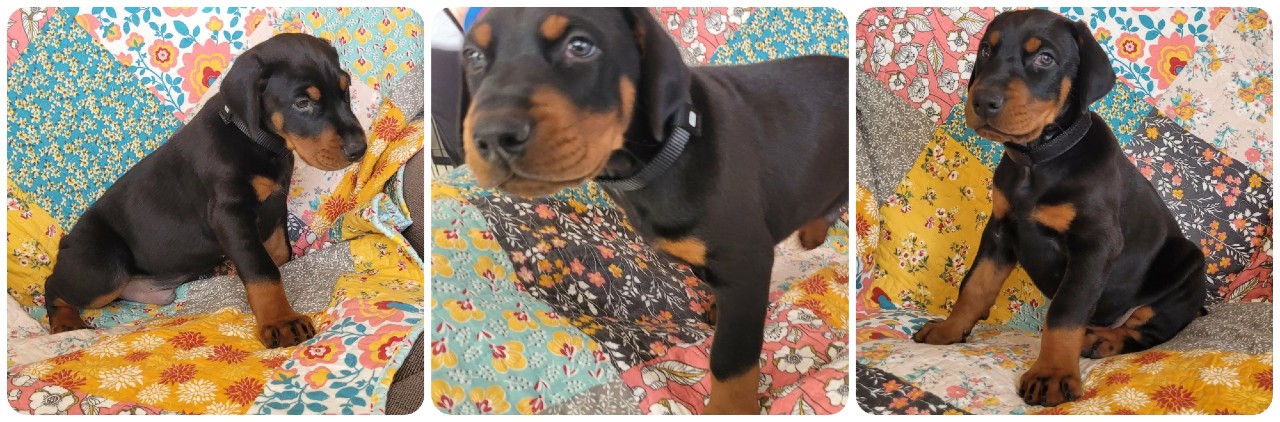 picture of doberman puppies
