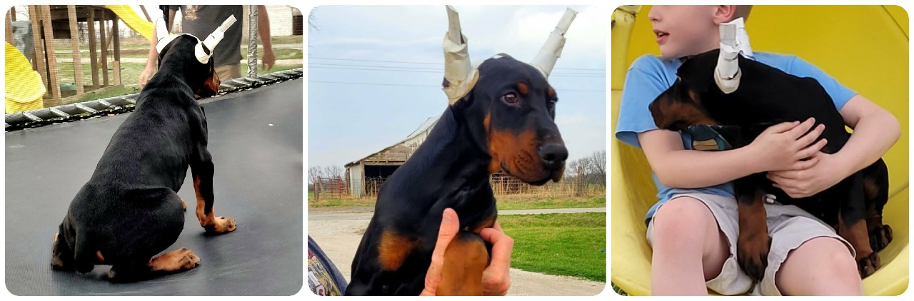 black male doberman puppy picture of doberman puppies