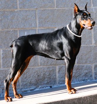 black doberman female