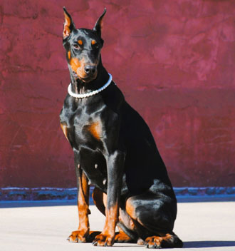 black doberman female