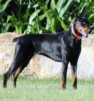 black doberman female