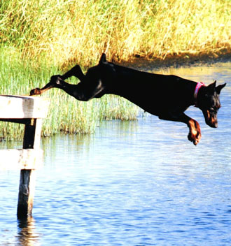 black doberman female