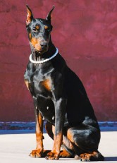 doberman female