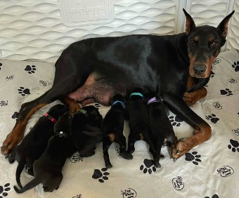 doberman puppies for sale