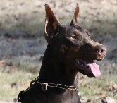 doberman female