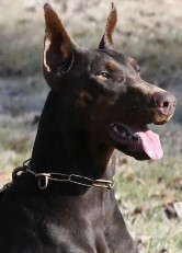 european doberman
