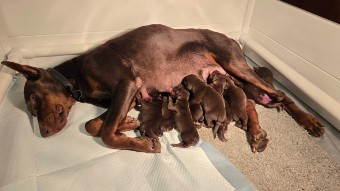 red doberman puppies for sale